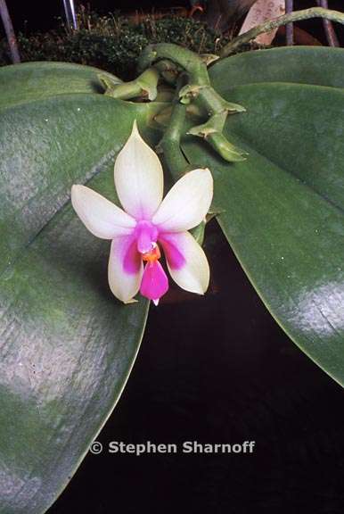 phalaenopsis violacea graphic